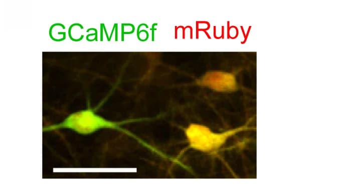 Open access visualization of Microscopy, Motion-Corrected Image, Two-Photon Microscope, GCaMP6f, mRuby
