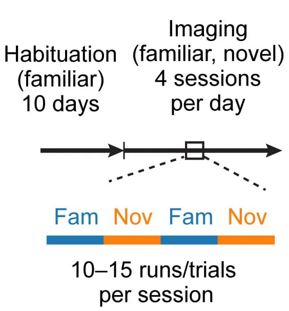 Open access visualization of Workflow, Illustration, Experimental Timeline, Behavioral Training, Imaging Experiments