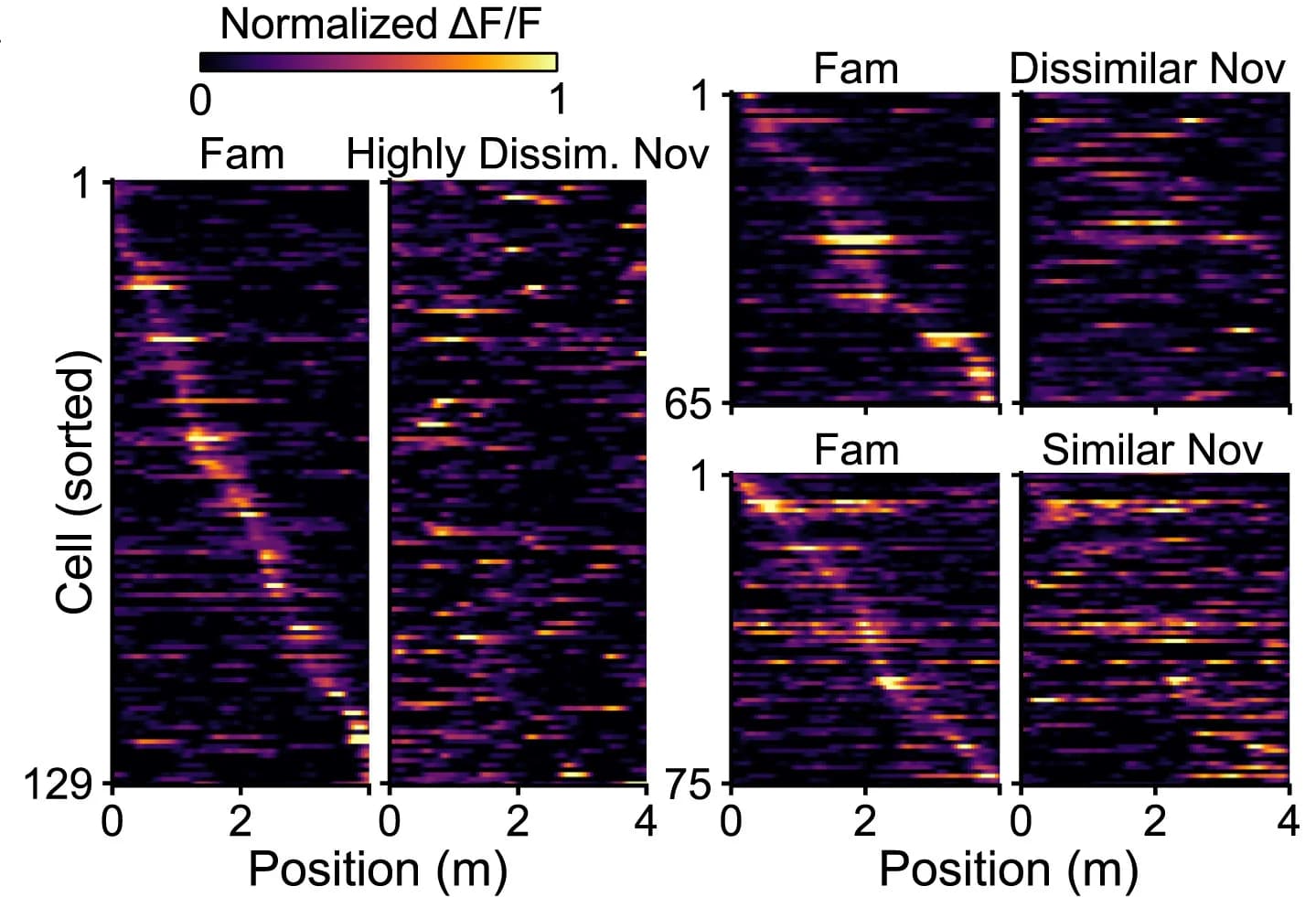 Open access visualization of Heatmap, Spatial Tuning, Spatial Information, Cells