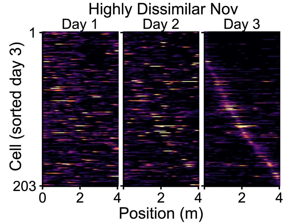 Open access visualization of Heatmap, Spatial Tuning, Place Cells, Hippocampus, Spatial Representation