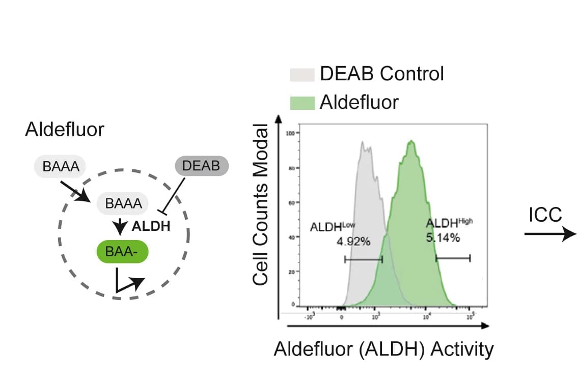 Open access visualization of Density Plot, Workflow, ALDHHigh Subpopulation, ALDHLow Subpopulation, Aldefluor Assay