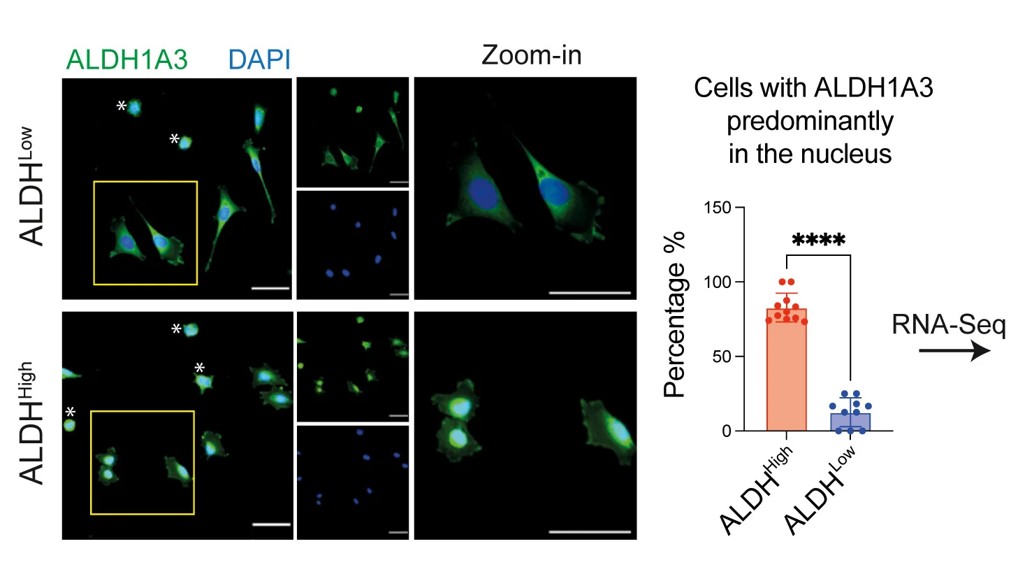 Open access visualization of Microscopy, Bar Plot, Bar, ALDH1A3, Cellular Localization