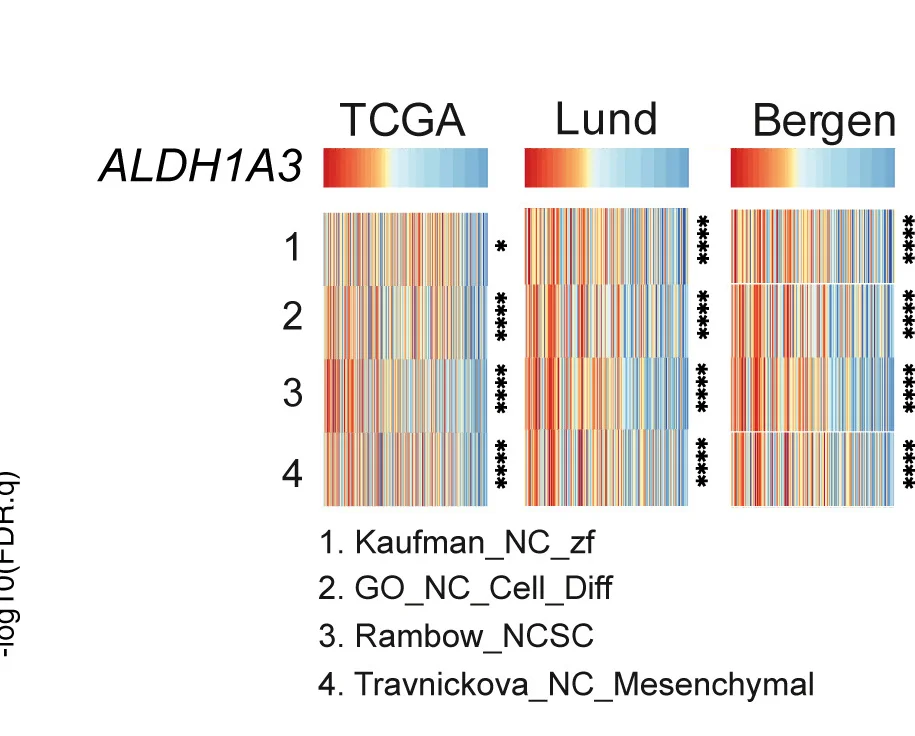 Open access visualization of Heatmap, NCSC Gene Sets, GVSA Score, Patient Samples, ALDH1A3