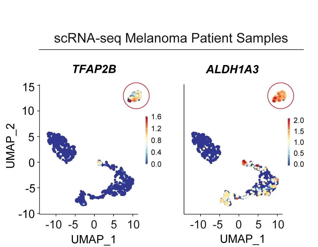 Open access visualization of UMAP, Scatter Plot, ALDH1A3, TFAP2B, scRNA-seq