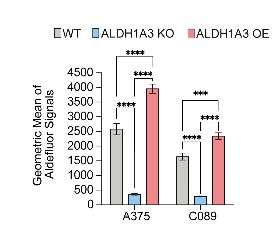 Open access visualization of Bar Plot, Error Bars, Clustered, ALDH1A3, Melanoma Cell Models