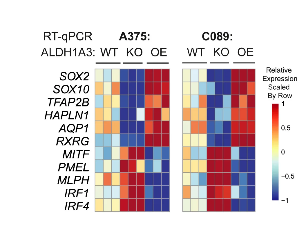 Open access visualization of Heatmap, ALDH1A3-NC, Stem Cell, NCSC Gene Signature, RT-qPCR