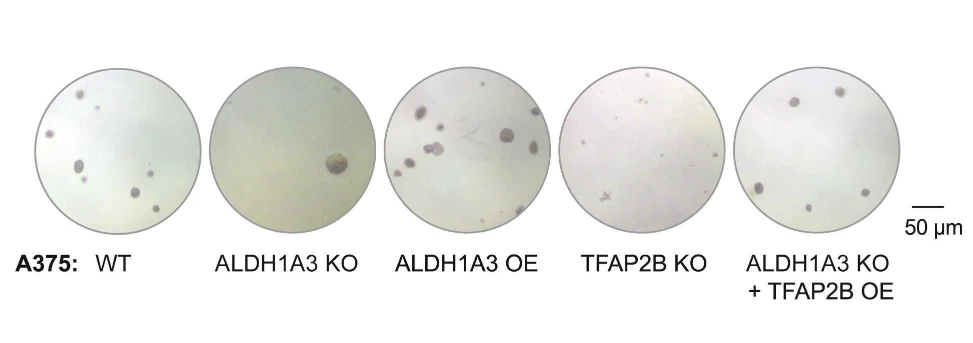 Open access visualization of Microscopy, Photo, TFAP2B, ALDH1A3, Colony Assays
