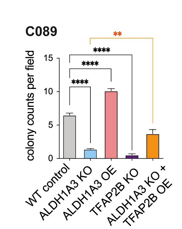 Open access visualization of Bar Plot, Error Bars, TFAP2B, ALDH1A3, Colony Assays