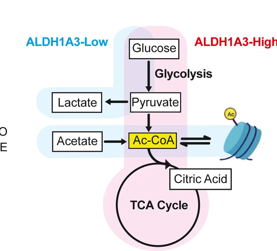 Open access visualization of Workflow, Flowchart, ALDH1A3, Metabolic States, Acetyl-CoA