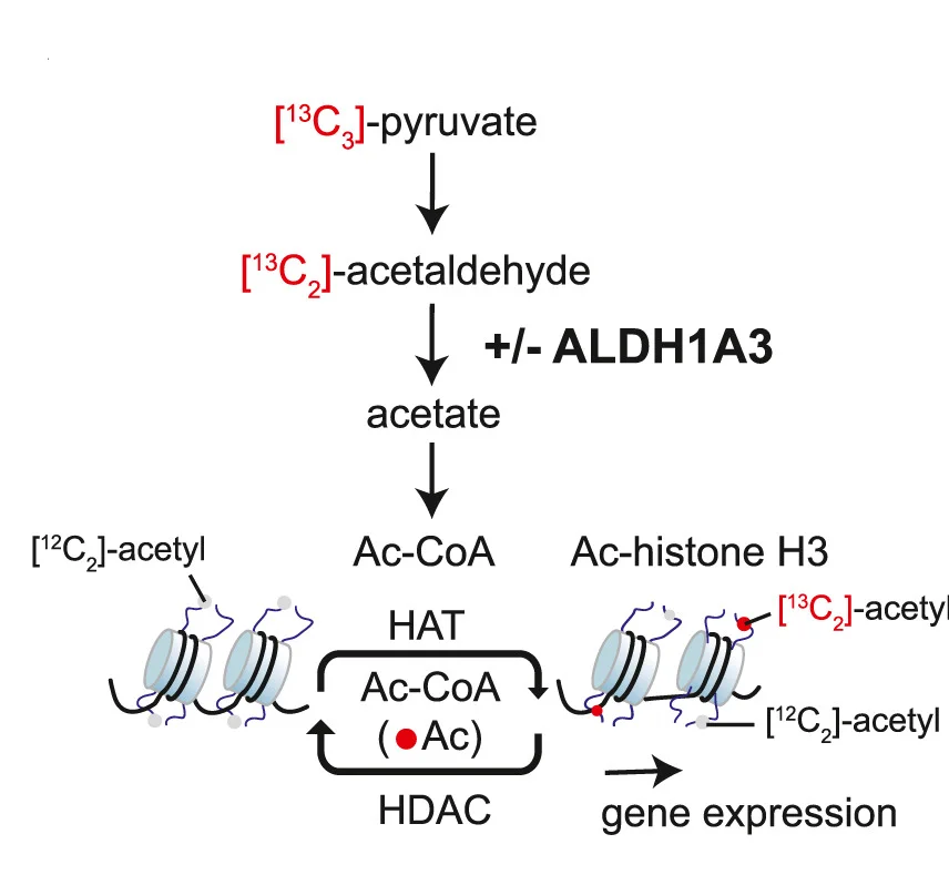 Open access visualization of Workflow, Illustration, Acetyl Group Transfer, Pyruvate, Histone