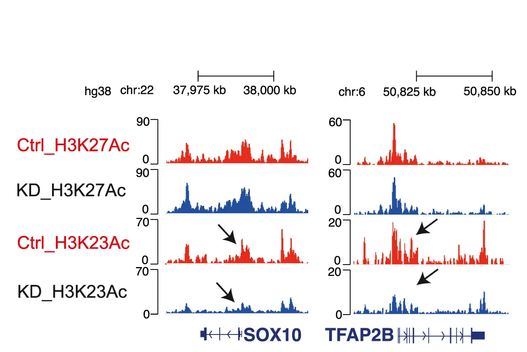 Open access visualization of Line Plot, Gene Tracks, Acetylated Histone, H3K27 Peaks, H3K23 Peaks