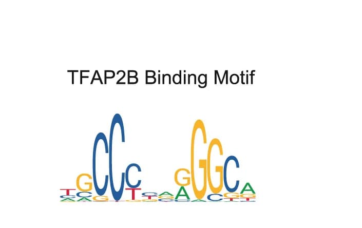 Open access visualization of Illustration, Binding Motif, Human TFAP2B, JASPAR Database