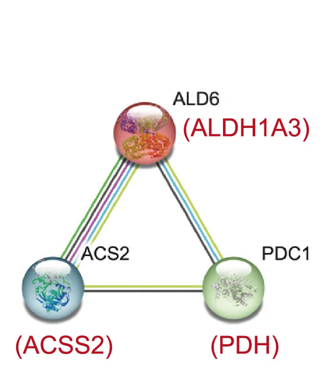 Open access visualization of Network, Pathway, ALDH1A3, ACSS2, PDH