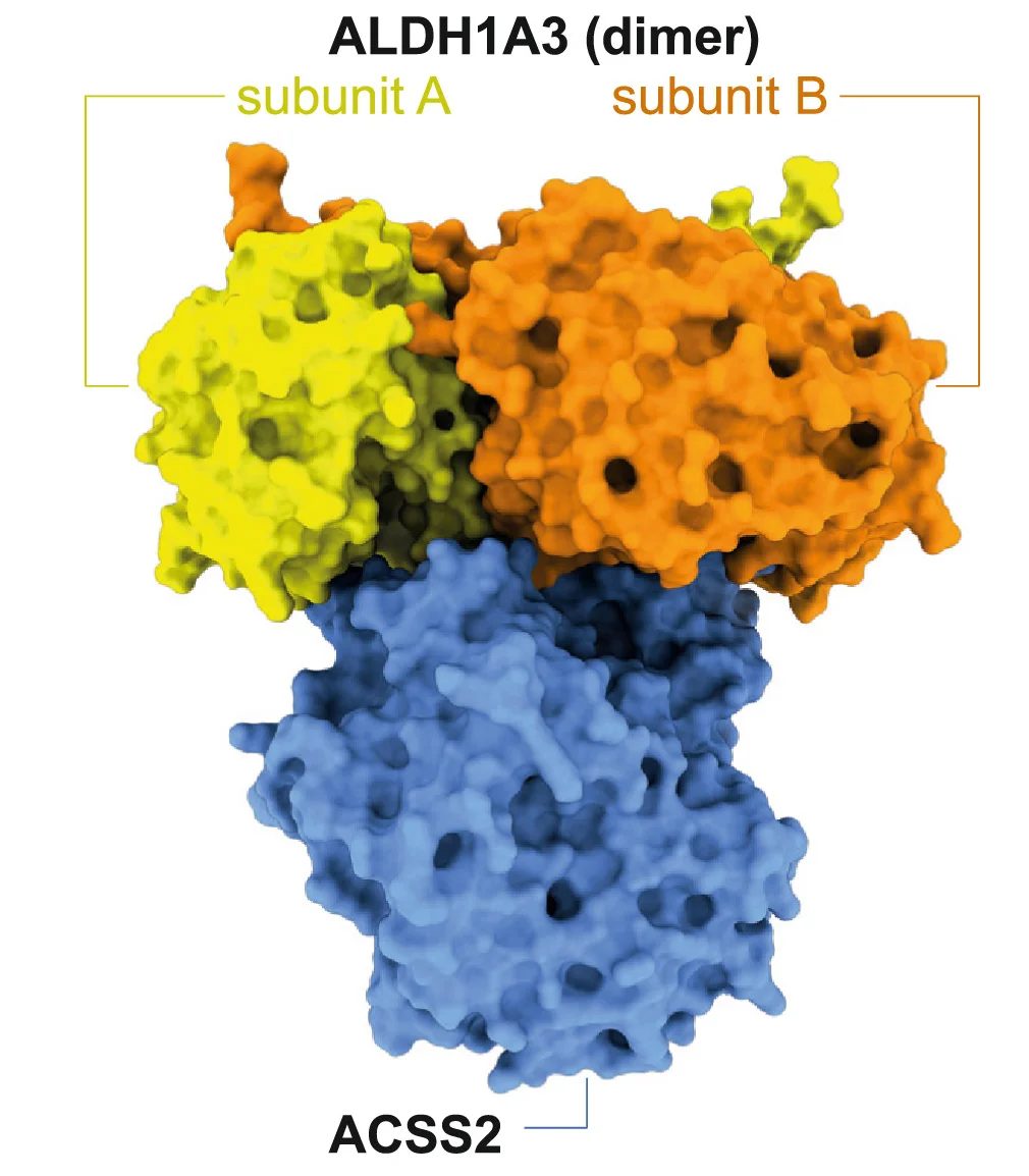 Open access visualization of Protein Structure, AlphaFold Multimer Modeling, ALDH1A3, ACSS2, Binding Sites