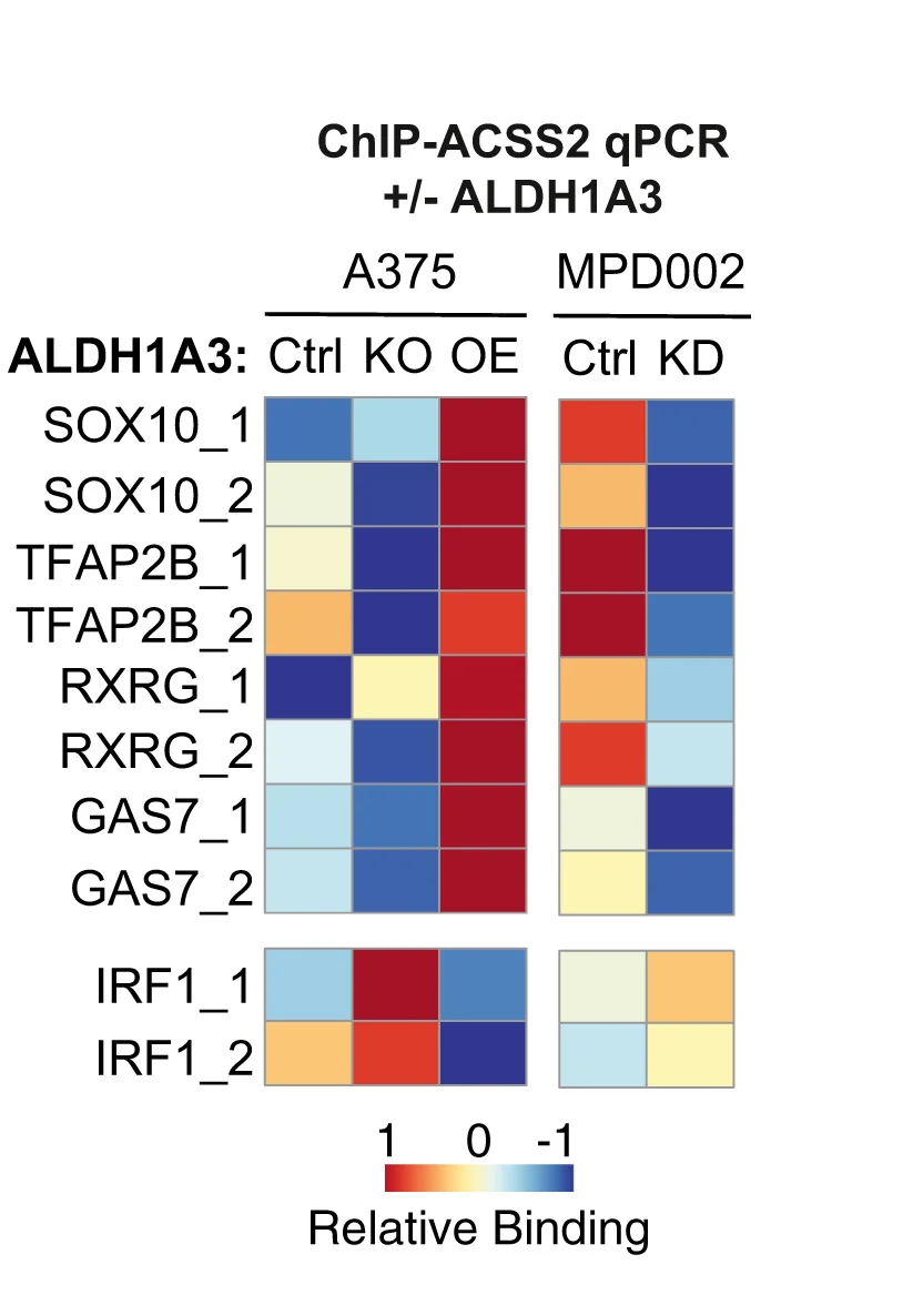 Open access visualization of Heatmap, ALDH1A3, ACSS2, Chromatin Binding, ChIP-qPCR