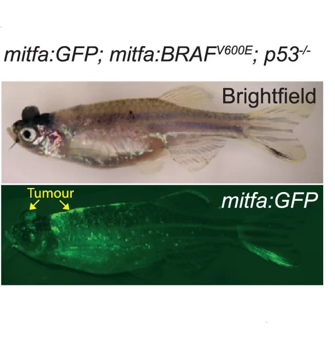 Open access visualization of Microscopy, Photo, Zebrafish, BRAFV600E, Melanoma Model