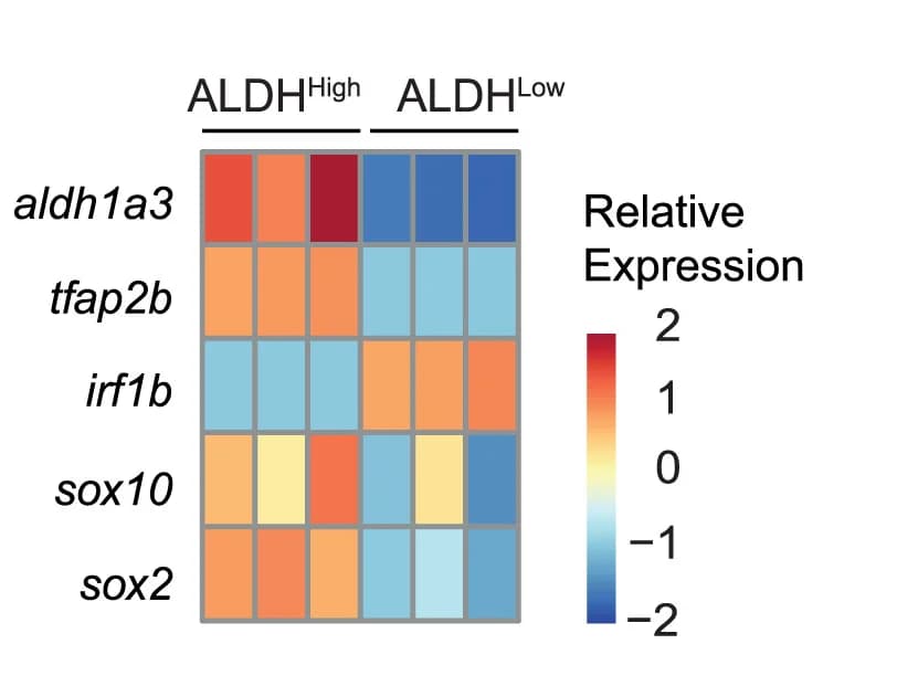 Open access visualization of Heatmap, RT-qPCR, Sox2, Sox10, Tfap2b