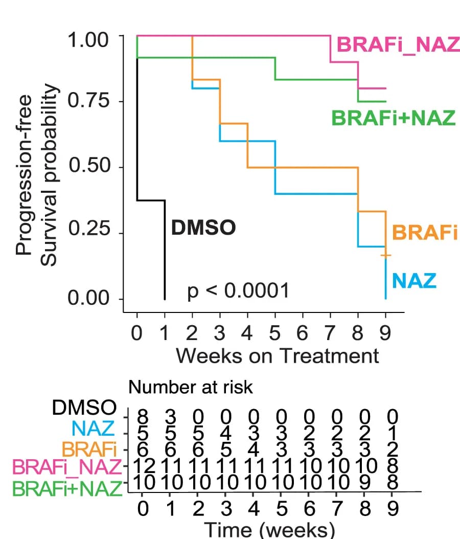 Open access visualization of Survival Curve, Line Step, Kaplan-Meier Survival Curves, Zebrafish Melanomas, Drug Treatment