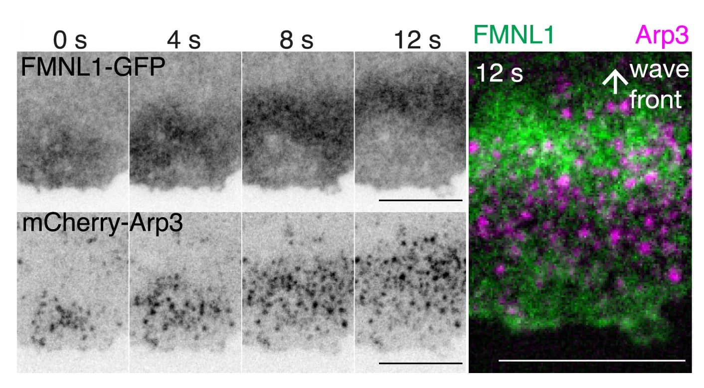 Open access visualization of Microscopy, Sequential Montage, FMNL1-GFP, mCherry-Arp3, Cell