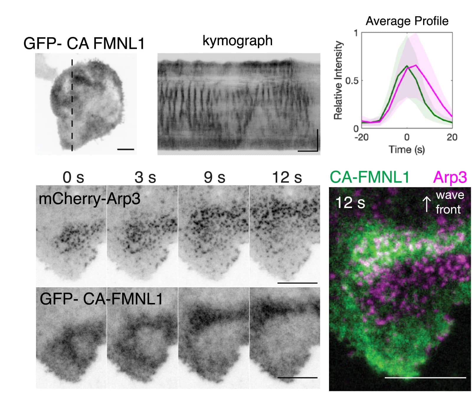 Open access visualization of Microscopy, Line Plot, Error Bars, Micrographs, Kymographs