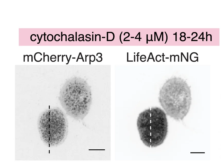 Open access visualization of Microscopy, Micrographs, Kymographs, Cells, Cytochalasin-D