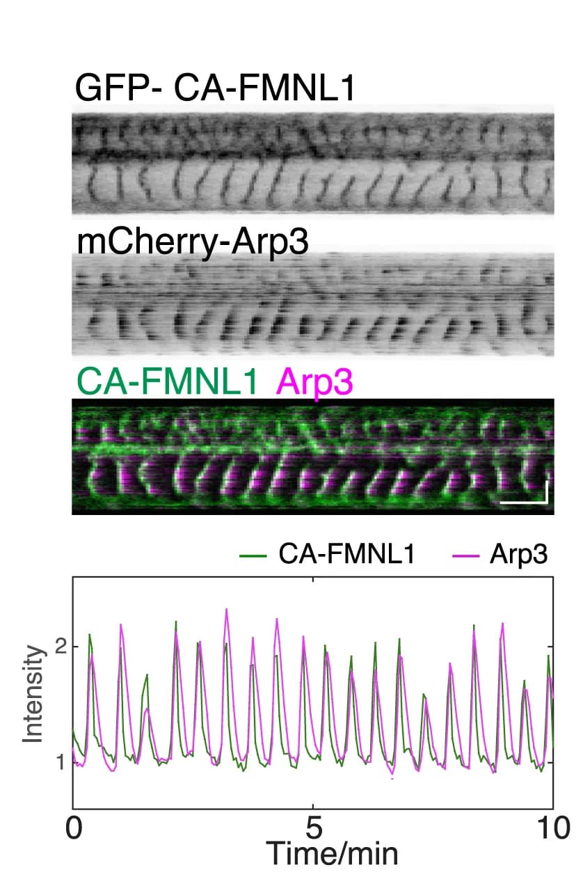Open access visualization of Line Plot, Microscopy, Kymograph, Intensity Profile, mCherry-Arp3