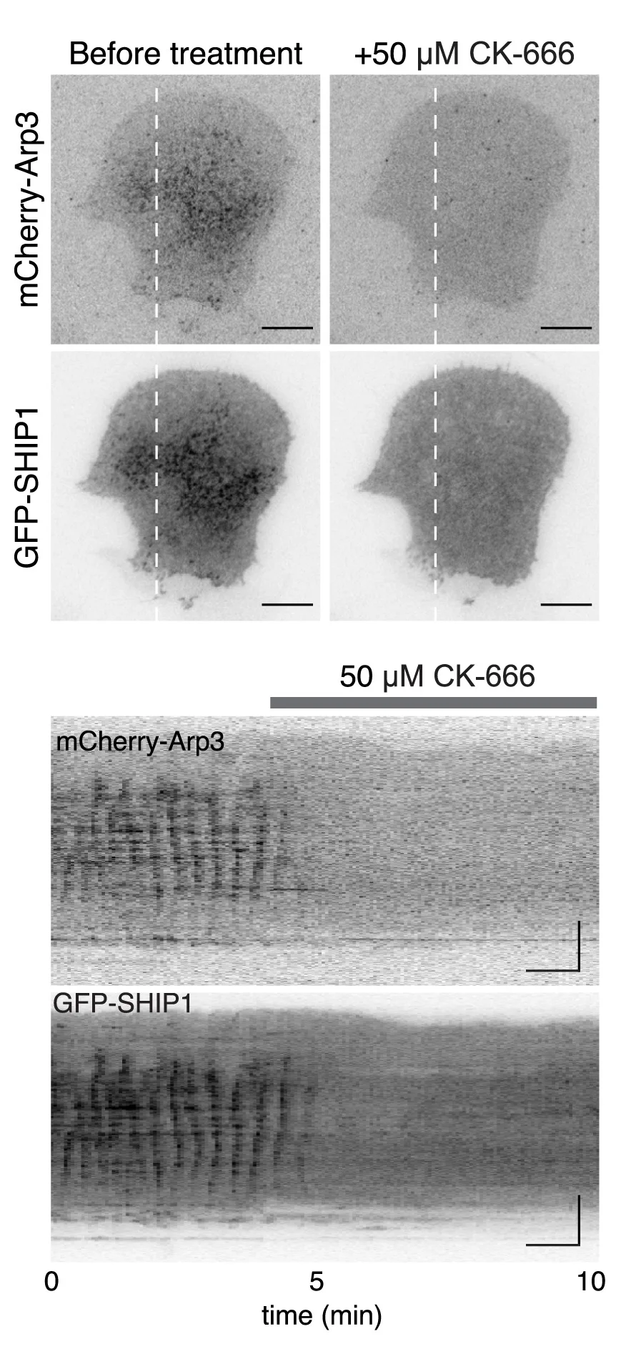 Open access visualization of Microscopy, Heatmap, Micrographs, Kymographs, Cells