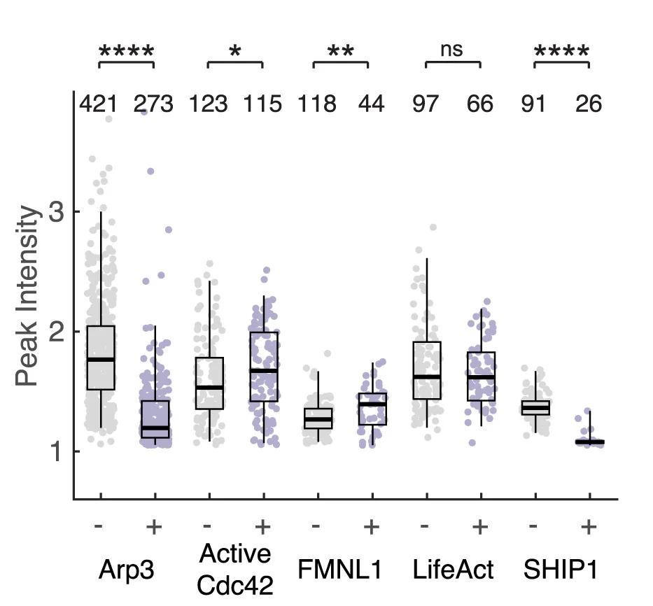 Open access visualization of Box Plot, Scatter Plot, Violin Plot, Raincloud Plot, Box and Whisker Plots