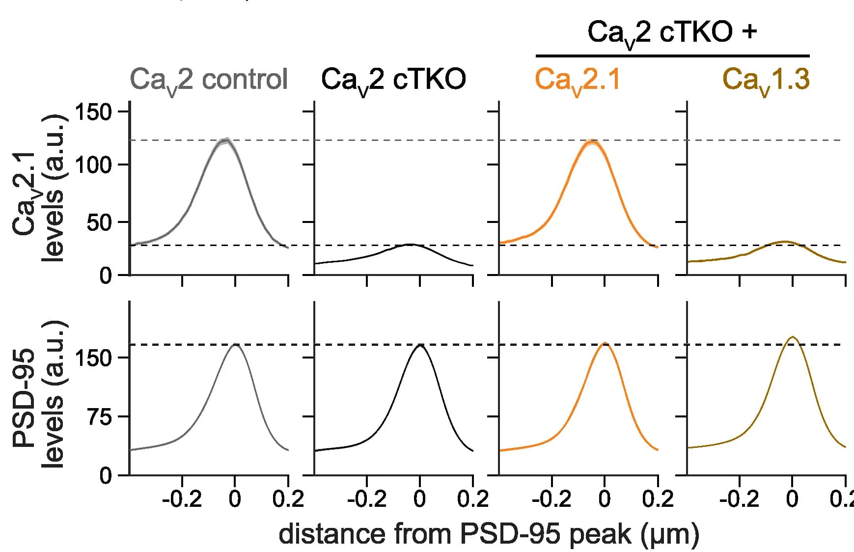 Open access visualization of Line Plot, Intensity Profiles, CaV2.1, PSD-95, Side-View Synapses