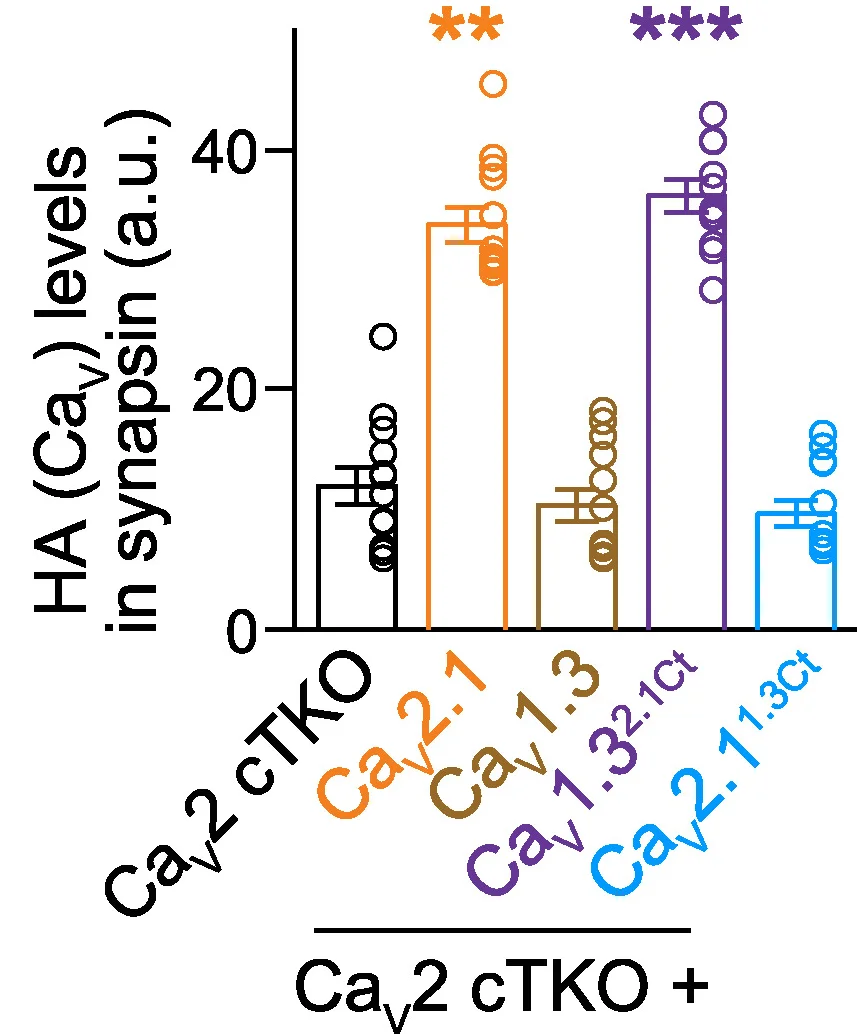 Open access visualization of Bar Plot, Error Bars, Scatter Plot, Quantification, HA Levels