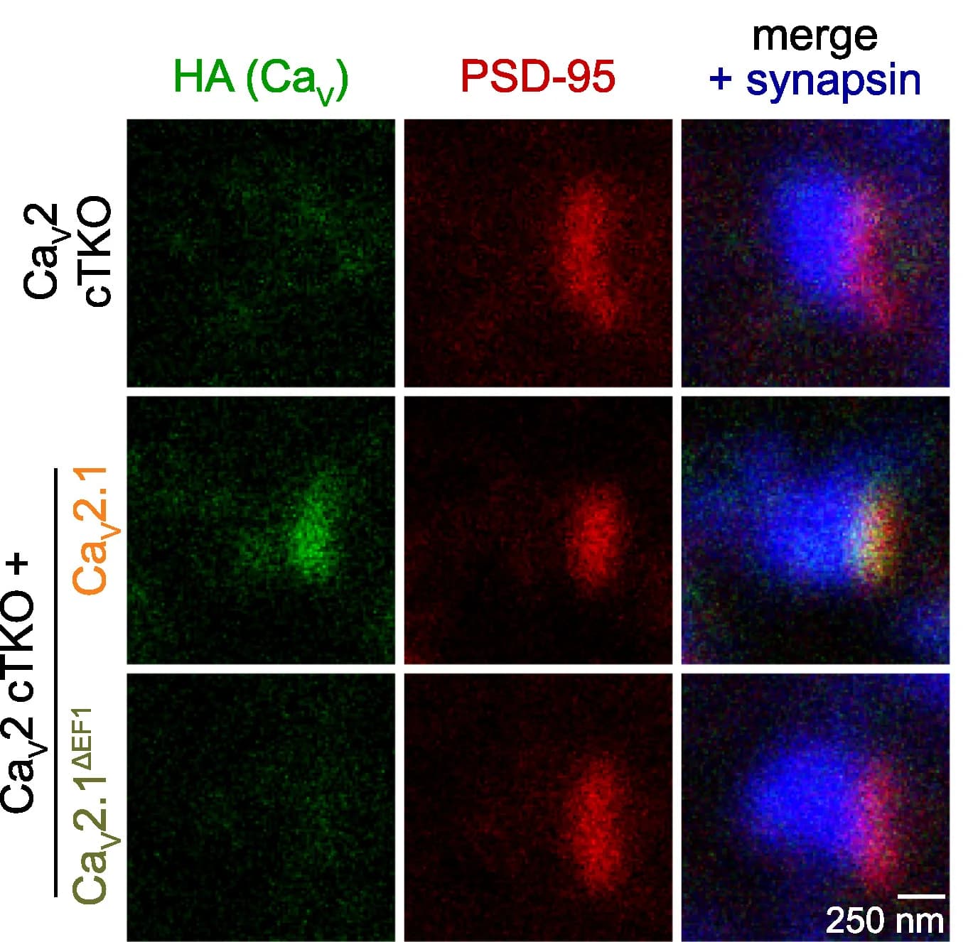 Open access visualization of Microscopy, Representative Images, HA, PSD-95, Synapses