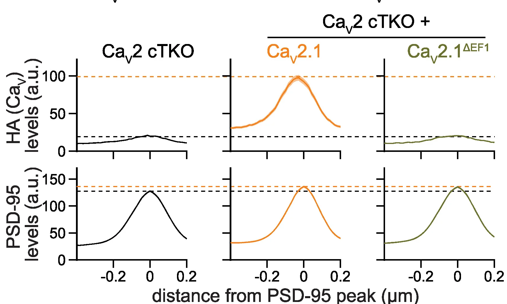 Open access visualization of Line Plot, Intensity Profiles, HA, PSD-95, Synapses