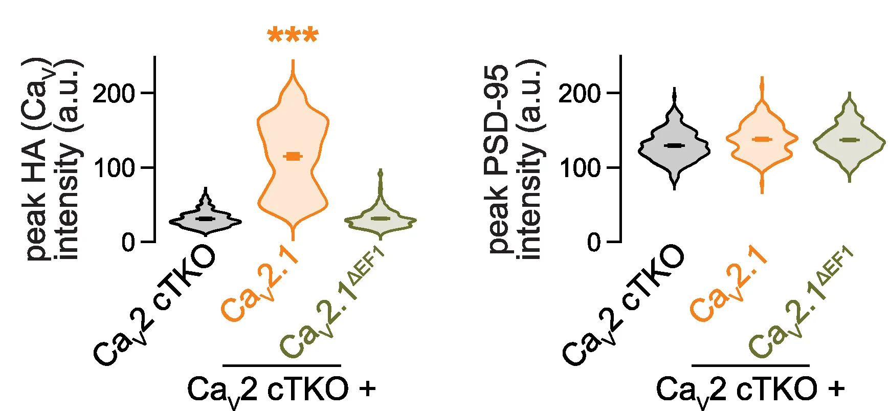 Open access visualization of Violin Plot, Peak Levels, HA, PSD-95, Synapses
