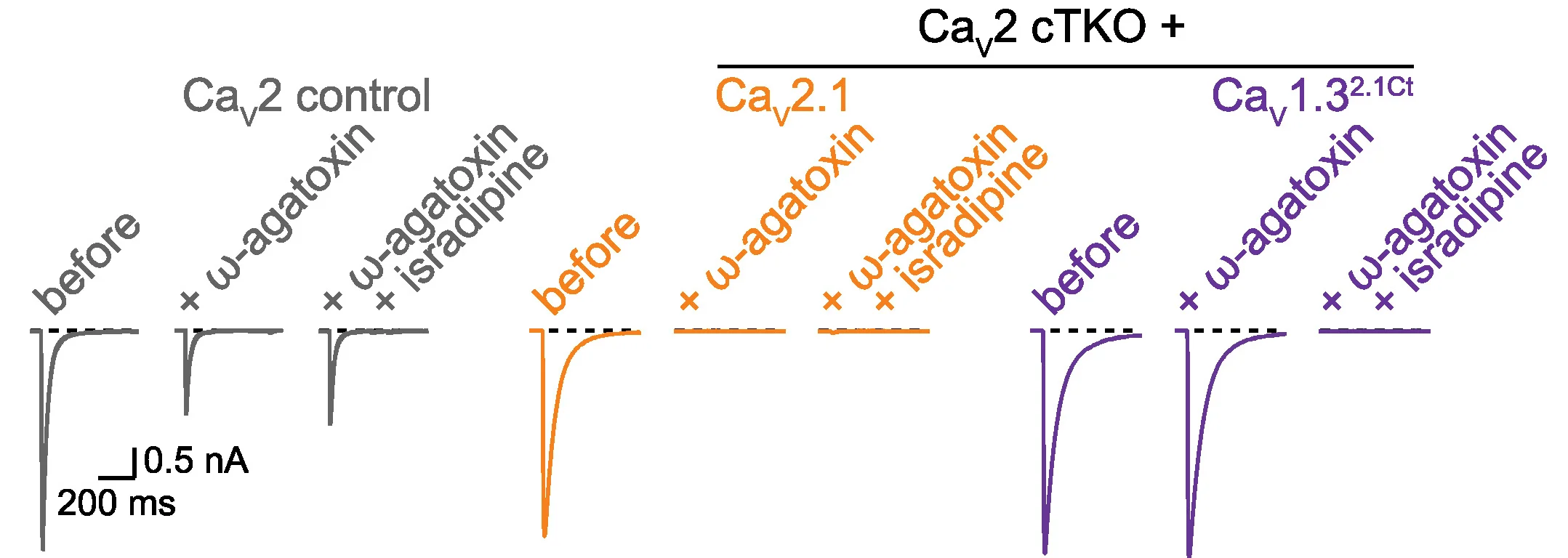 Open access visualization of Line Plot, Traces, IPSCs, Cells, Cultures