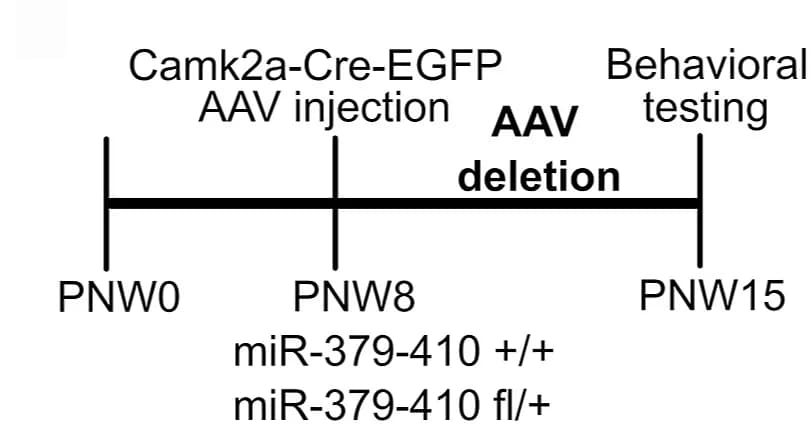 Open access visualization of Workflow, Acute AAV-mediated Deletion, miR-379-410 Cluster, Excitatory Neurons, Hippocampus
