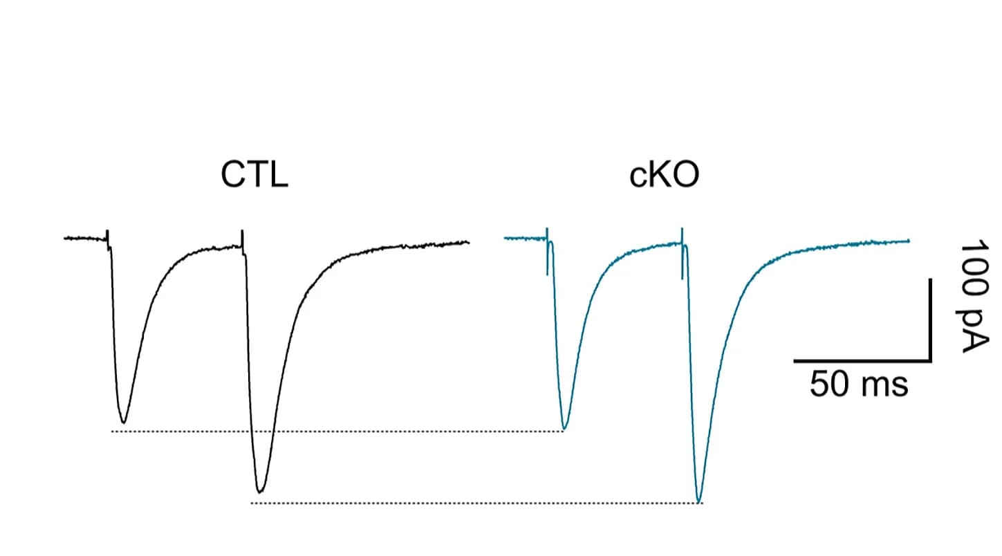 Open access visualization of Line Plot, PPF, cKO Mice
