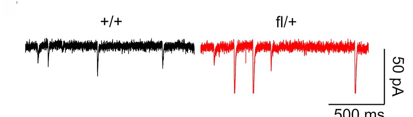 Open access visualization of Line Plot, mEPSC Frequency, AAV Deletion