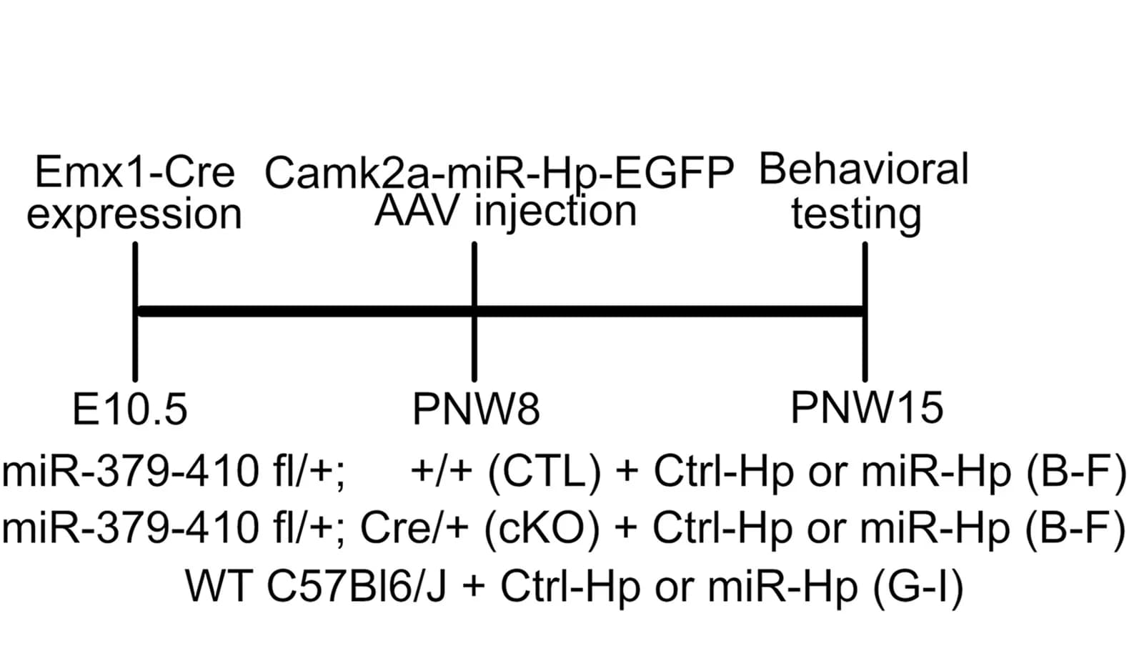 Open access visualization of Workflow, AAV injection, miRNAs, Behavioral Testing