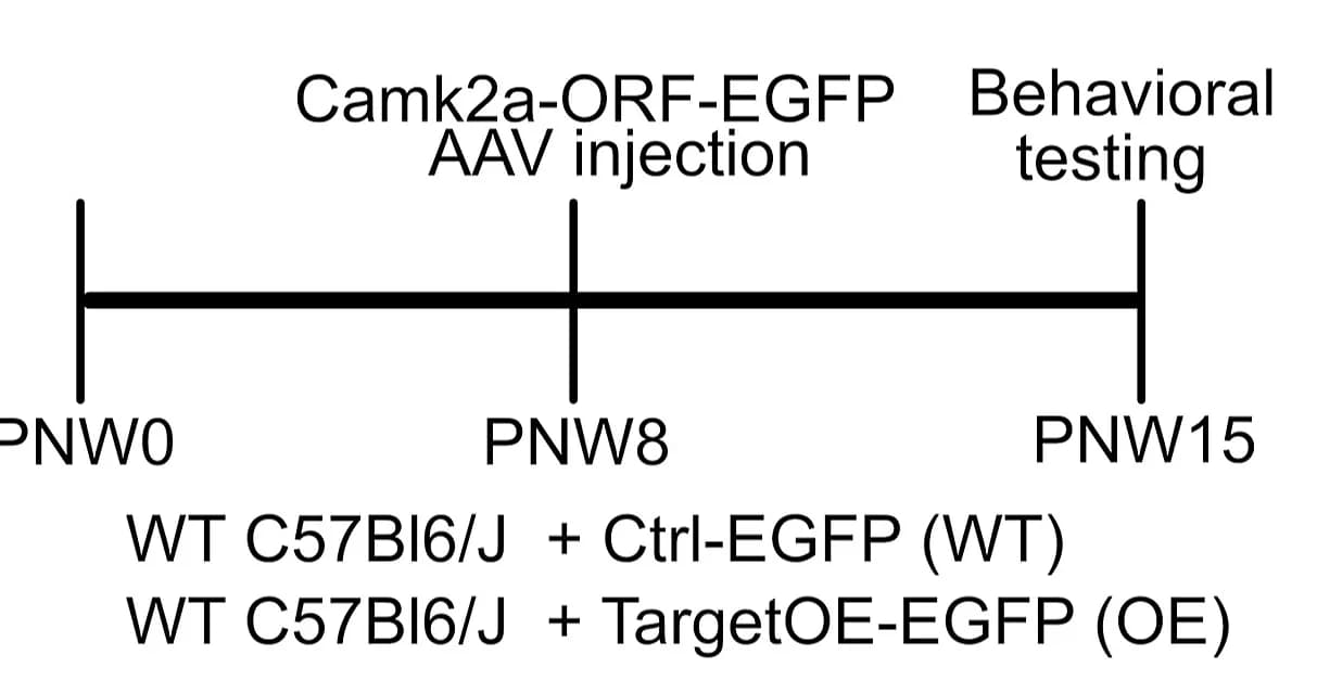 Open access visualization of Workflow, AAV injection, Behavioral Testing, Myl9, Mustn1