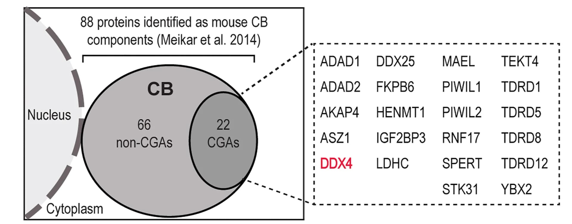 Open access visualization of Venn Diagram, CB Components, CGAs, DDX4