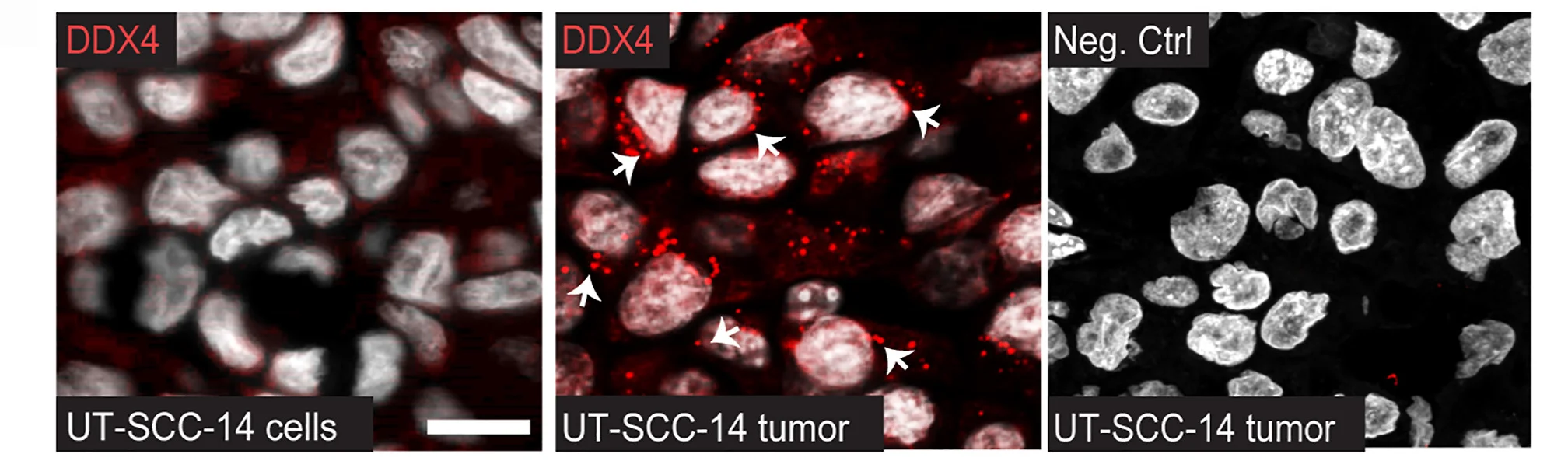 Open access visualization of Microscopy, Immunofluorescence, Cultured Cells, Tumors, DDX4 Antibody