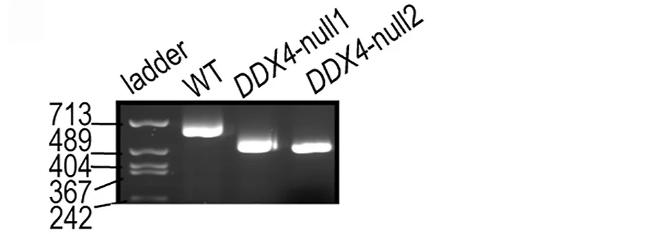 Open access visualization of Gel, Agarose Gel, Genomic PCR, WT PC3 Cells, DDX4-null PC3 Cell Clones