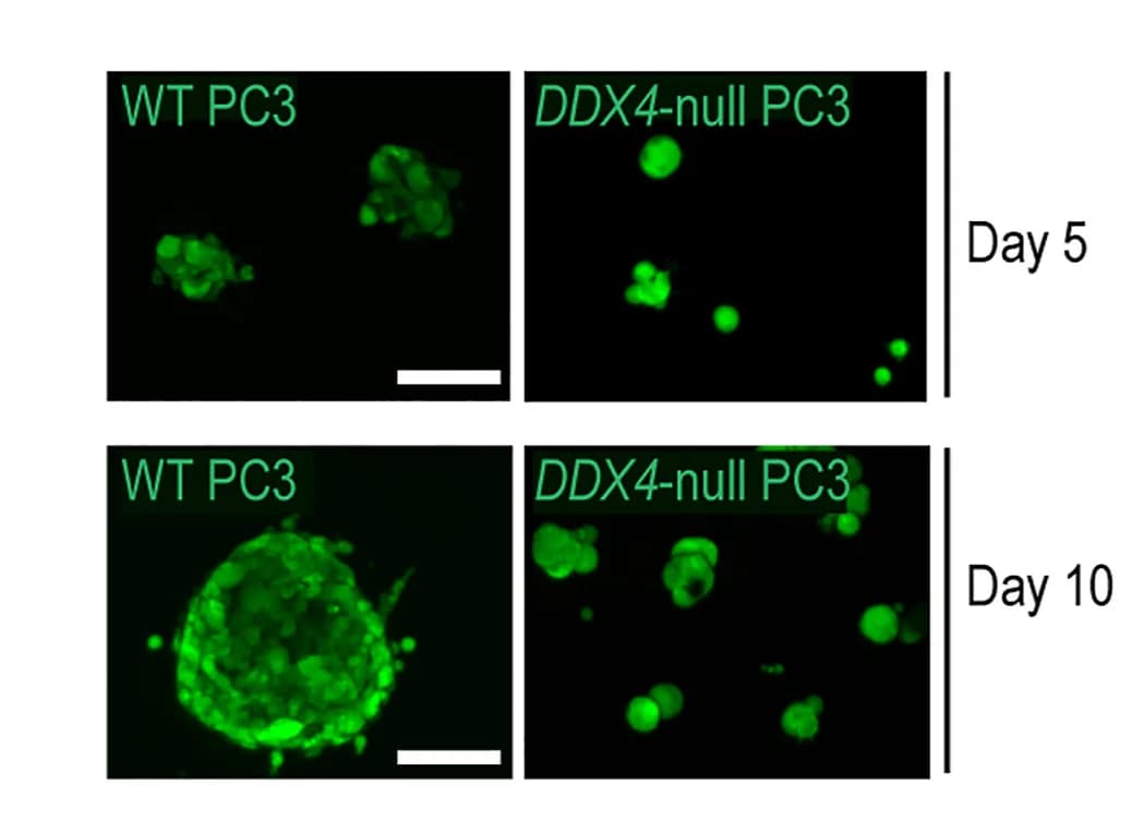 Open access visualization of Microscopy, Calcein AM Staining, WT PC3 Spheroids, DDX4-null PC3 Spheroids, Spheroids
