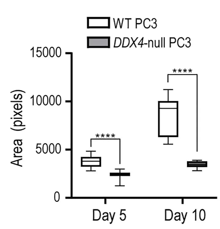 Open access visualization of Box Plot, Spheroid Area, DDX4-null PC3 Spheroids, WT PC3 Spheroids, Mann-Whitney U Test
