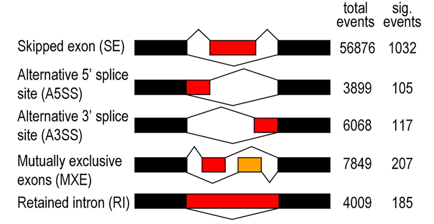 Open access visualization of Workflow, Schematic Diagram, Alternative Splicing Events, RNA-seq, DDX4 Null Cells