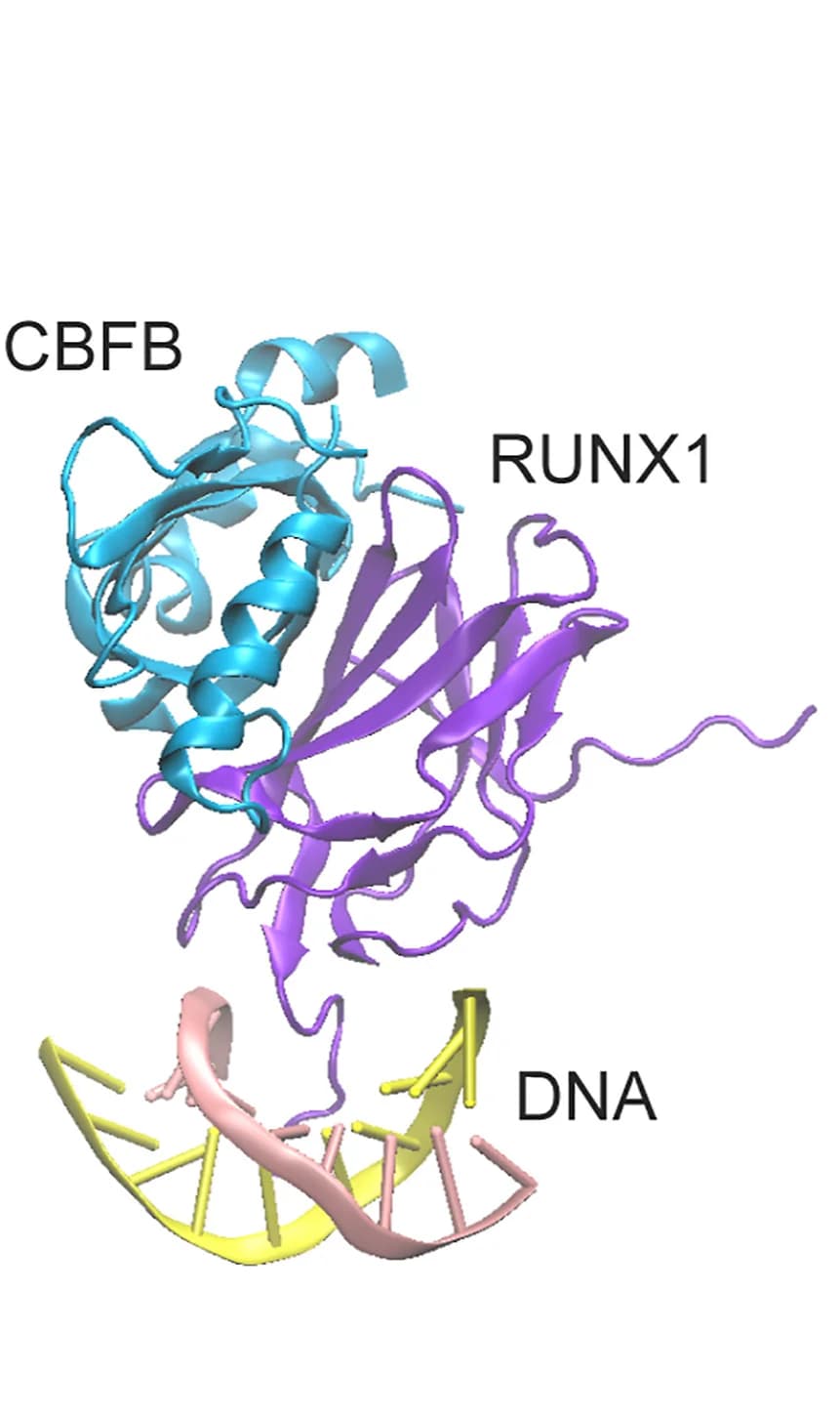 Open access visualization of Protein Structure, Chemical Structure, Crystal Structure, Transcription Factor, RUNX1 Runt Domain