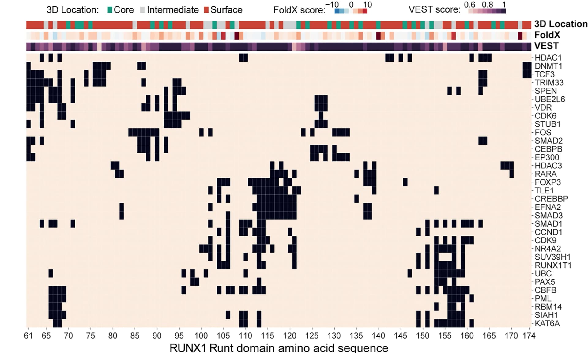 Open access visualization of Heatmap, Bar Plot, Amino Acid Residue Map, RUNX1 Runt Domain, Protein Partner