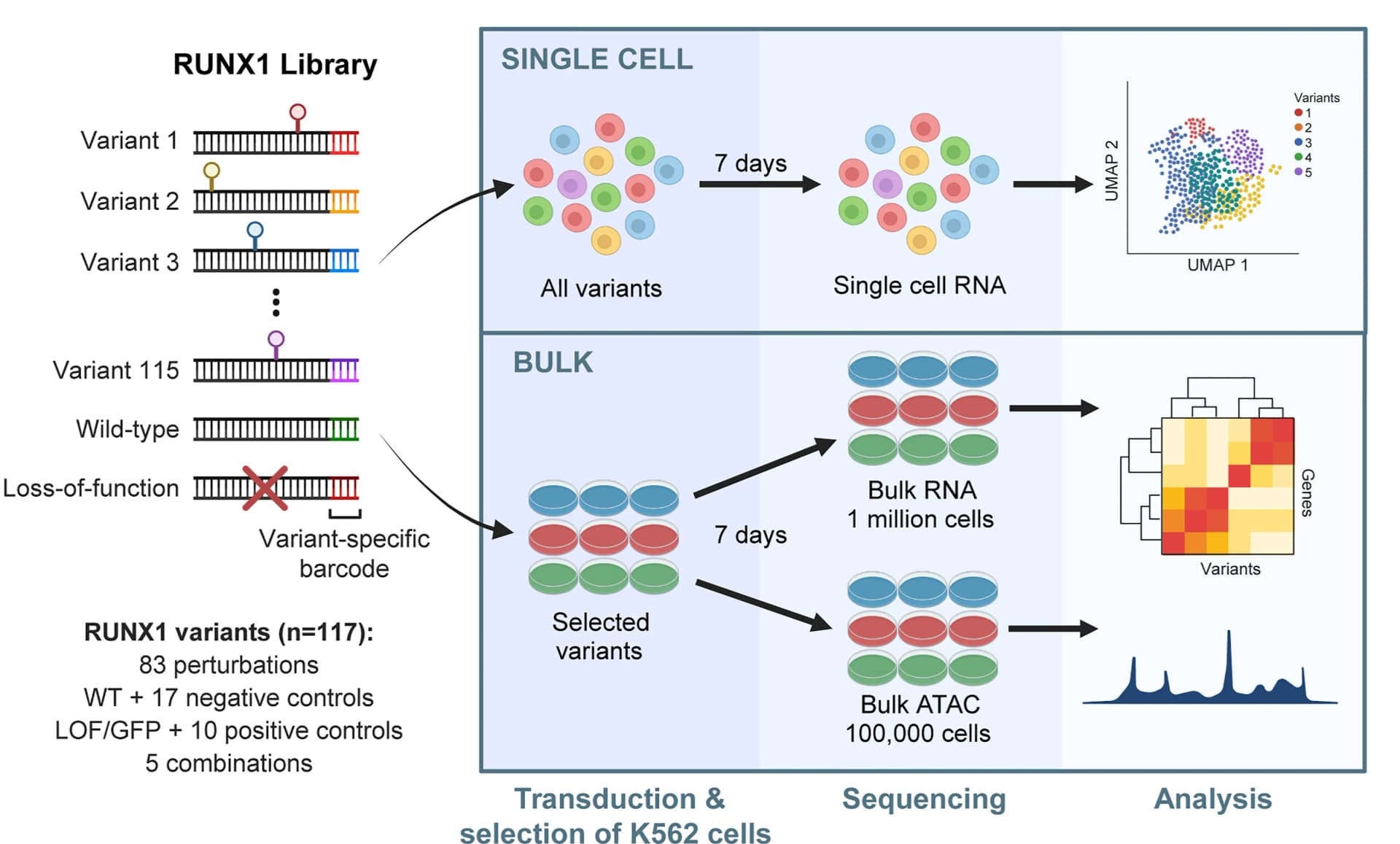 Open access visualization of Workflow, UMAP, Heatmap, Line Plot, Experimental Overview