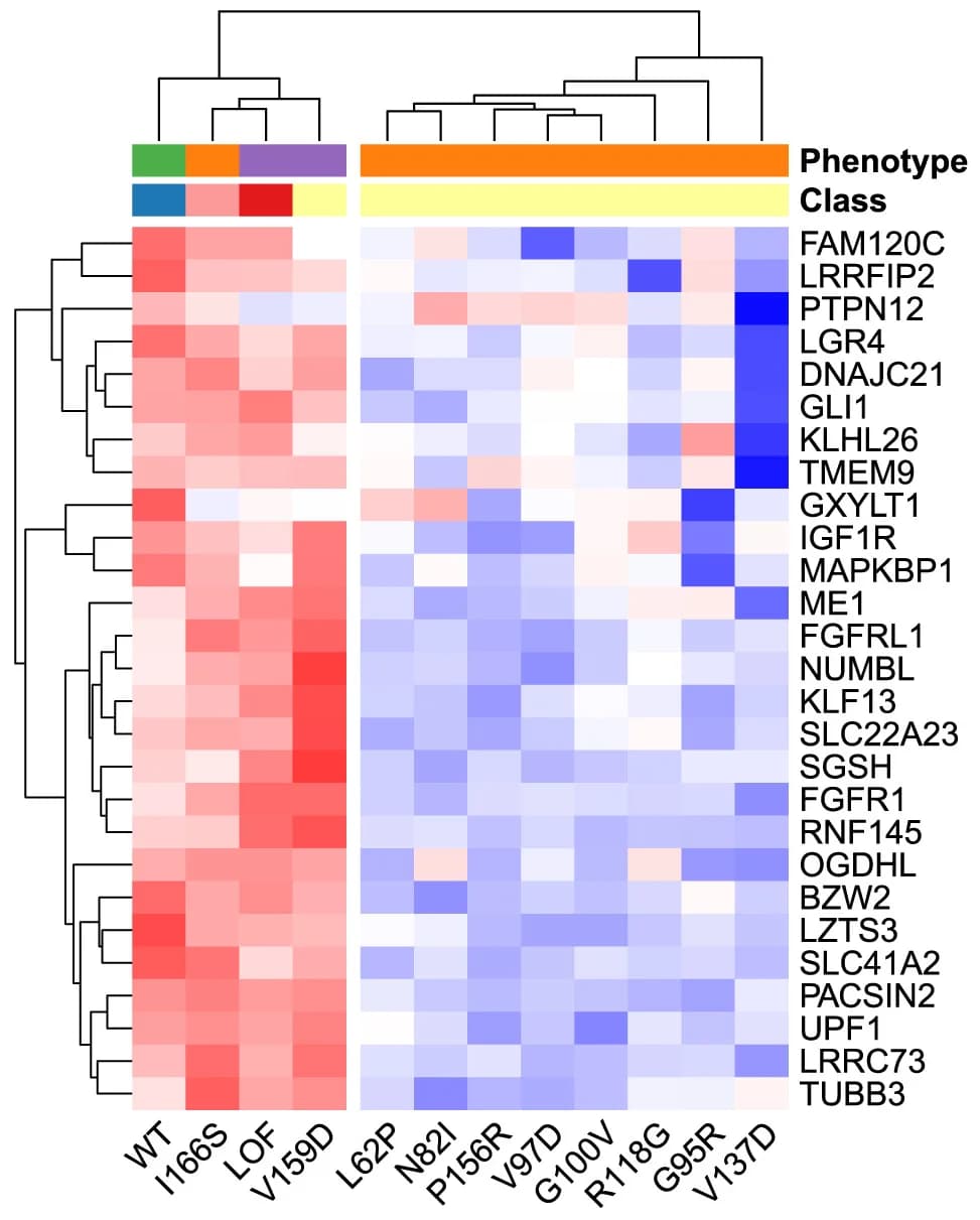 Open access visualization of Heatmap, Clustered, RNA-Seq, ATAC Peaks, RUNX1 Motifs
