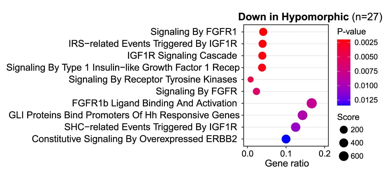 Open access visualization of Bubble Plot, Reactome Pathways, Gene Overrepresentation, P-Values